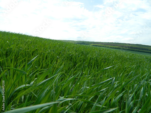 Winter wheat is spike on the field in spring.