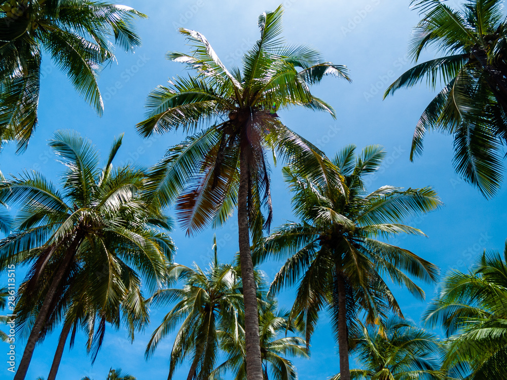 Obraz premium palm tree on the beach
