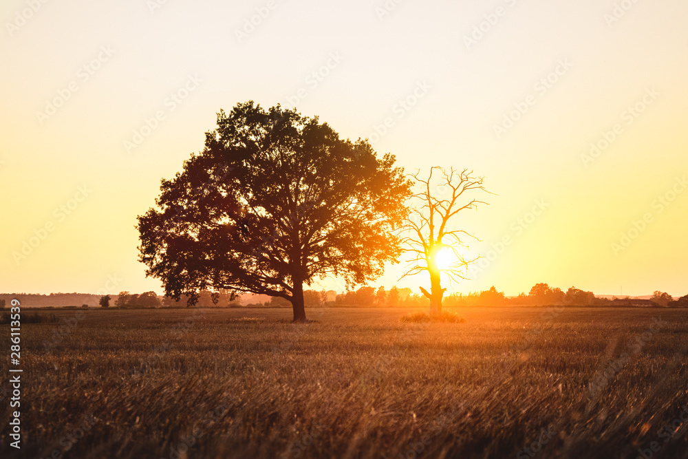 Young and old oak in a golden sunset field