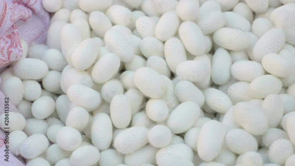 silk worm cocoons, panning shot - texture silk worm cocoons, panning shot - texture
