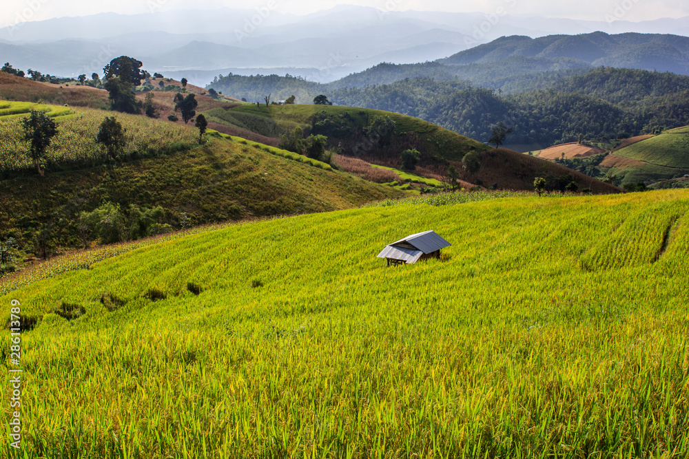 Rice Terrace