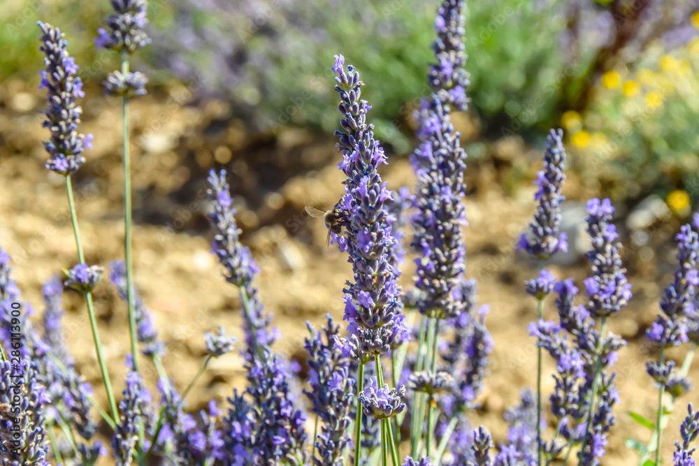 Fototapeta premium bee bumblebee pollinates lavender flowers&nbsp;