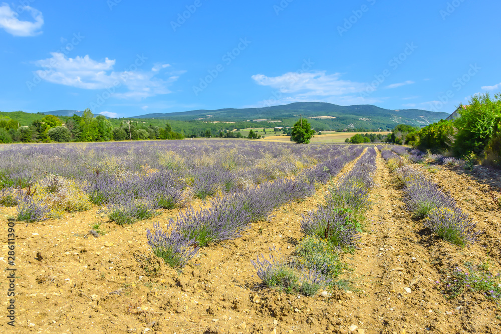 Lavender fields of Provence on a background of mountains