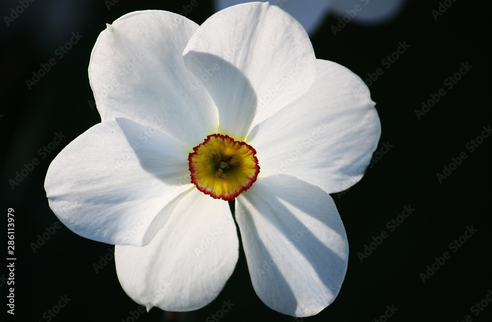 Fototapeta premium weiße Osterglocke (Narzisse)