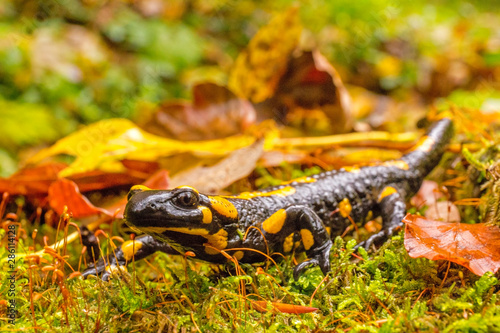 Fototapeta Naklejka Na Ścianę i Meble -  Bieszczady Jesień