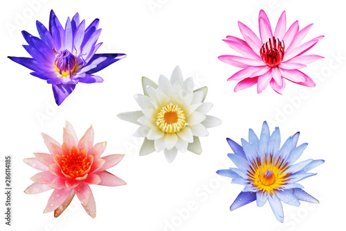 set of lotus flowers