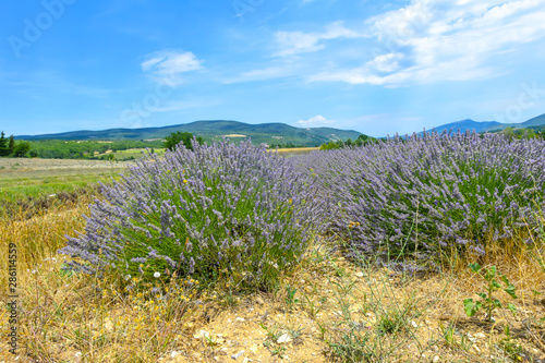 Purple lavender bushon a background of mountains 