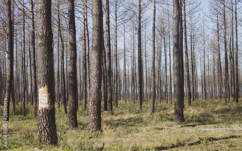 Pine Forest in the Summer