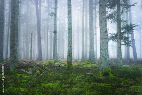 Naklejka świerk francja las krajobraz