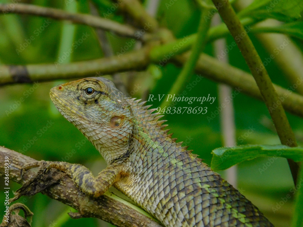 Obraz premium green iguana on a branch