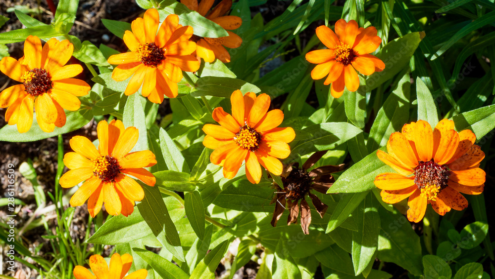 (zinnia angustifolia) narrowleaf zinnia
