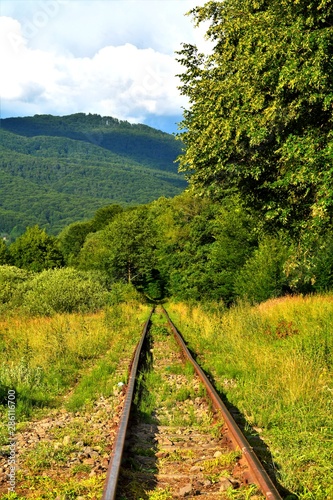 railway line enters a tunnel of green trees