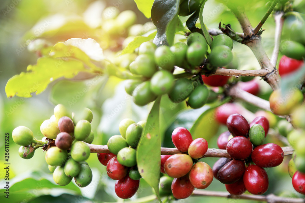 Closeup Arabica Coffee berrys bean ripening on the coffee trees with leaves at coffee garden. Foods and drink concept. Closeup Arabica Coffee berrys bean ripening on the coffee trees with leaves at coffee garden. Foods and drink concept.