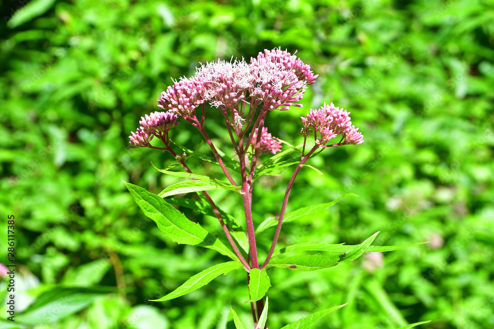 Eupatorium cannabinum L. (family Asteraceae) in the mountains of Abkhazia Eupatorium cannabinum L. (family Asteraceae) in the mountains of Abkhazia