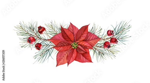 Christmas watercolor arrangement. Hand painted illustration with poinsettia flower, pine tree, red berries. Winter holiday background isolated on white for greeting card and wrapping paper