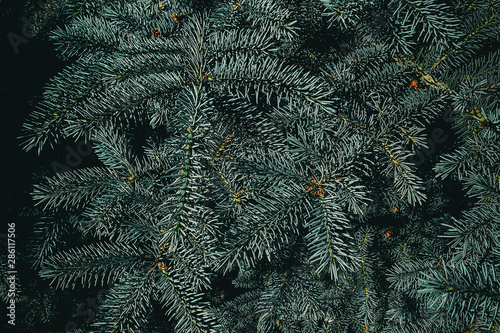 Christmas fir tree branches background. Festive Xmas border of green spruce tree, close up