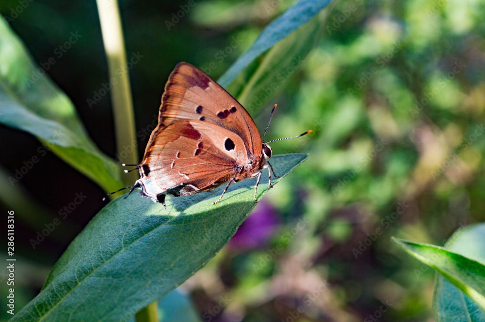 Obraz premium butterfly on leaf