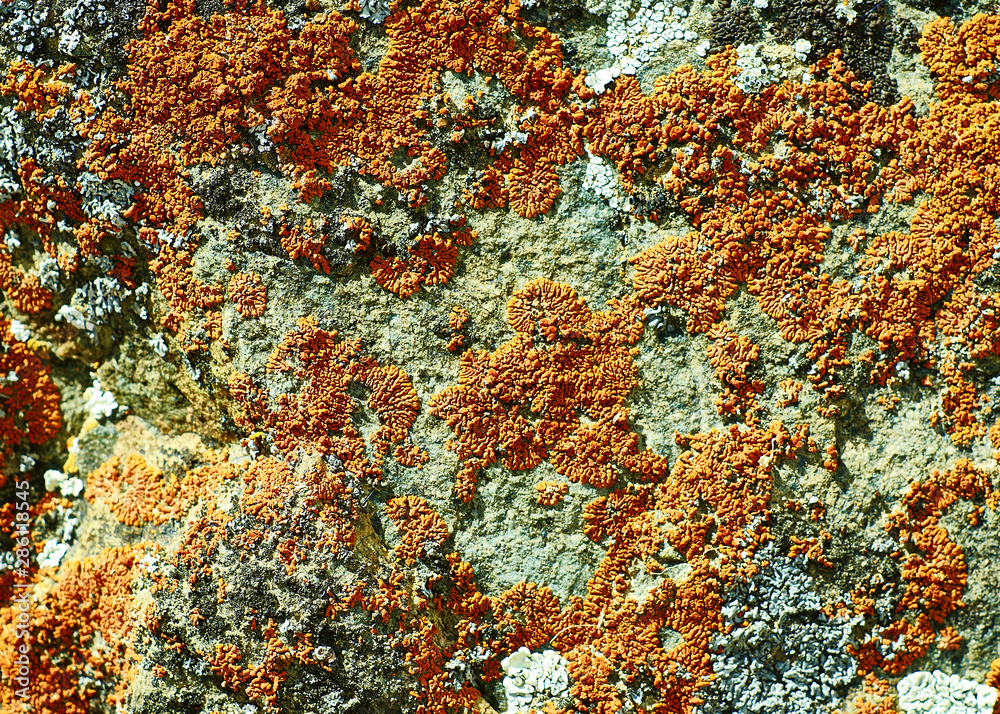 Mongolian Structure of surface of the stone Mongolian Structure of surface of the stone