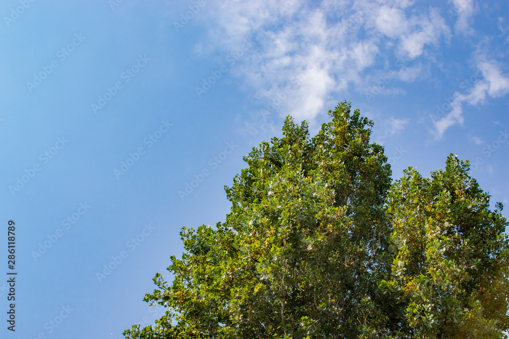 Tree and leafs in beautiful green nature garden, natural color background Tree and leafs in beautiful green nature garden, natural color background