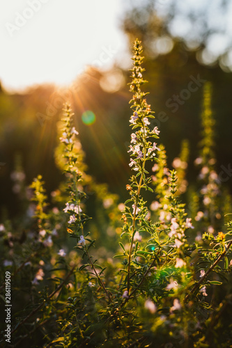 thyme plant in garden . sunset scene with sun in background