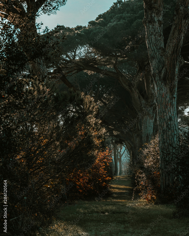 Obraz premium Pines path
