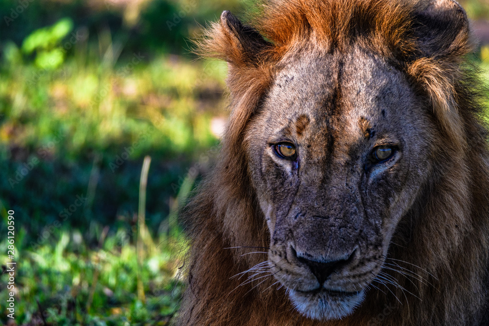 Naklejka premium Lionshead