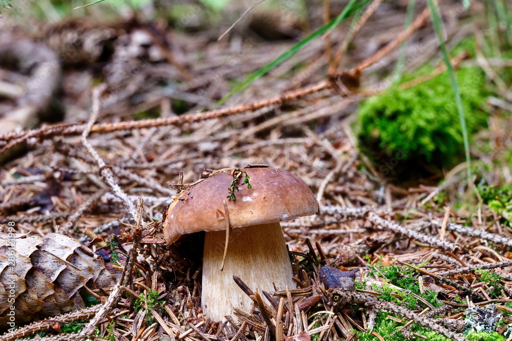 Boletus edulis edible mushroom in forest