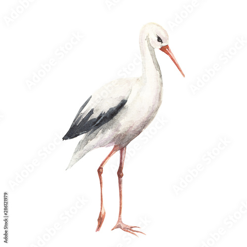 watercolor illustration of a stork