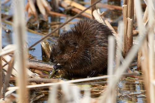 Muskrat (Ondatra zibethicus) feeding on fresh rushes, Annapolis Royal Marsh, French Basin trail, Annapolis Royal, Nova Scotia, Canada,