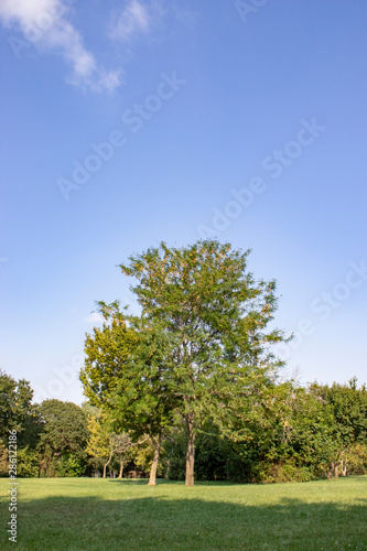 Tree and leafs in beautiful green nature garden, natural color background