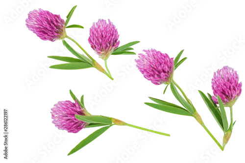 Clover or trefoil flower medicinal herbs isolated on white background. Top view. Flat lay