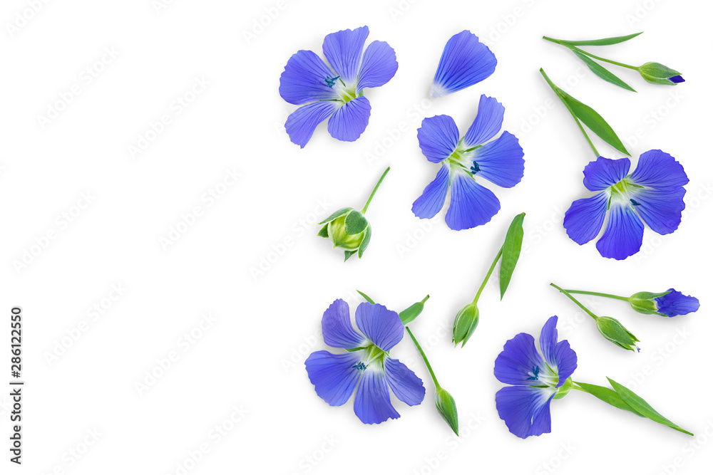 flax flowers or Linum usitatissimum on a white background with copy space for your text. Top view, flat lay flax flowers or Linum usitatissimum on a white background with copy space for your text. Top view, flat lay