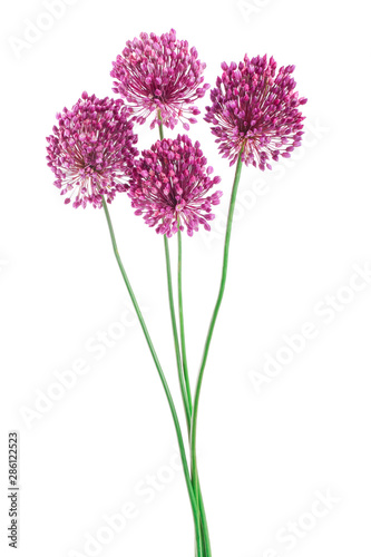 the flower of wild garlic isolated on white background.
