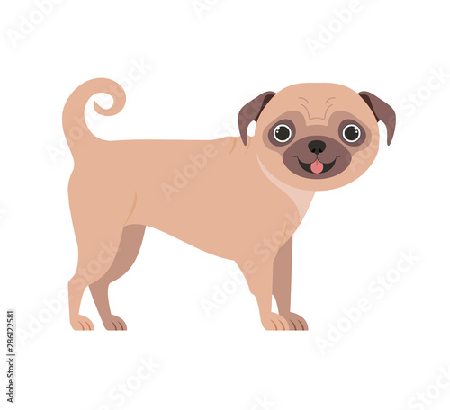 cute pug dog on white background