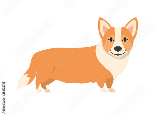 cute welsh corgi dog on white background