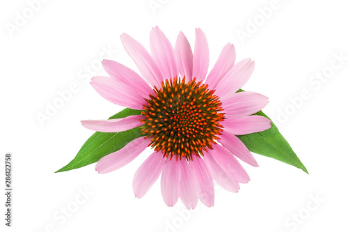 Coneflower or Echinacea purpurea isolated on white background, Top view. Flat lay.
