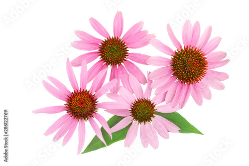 Coneflower or Echinacea purpurea isolated on white background  Top view. Flat lay.