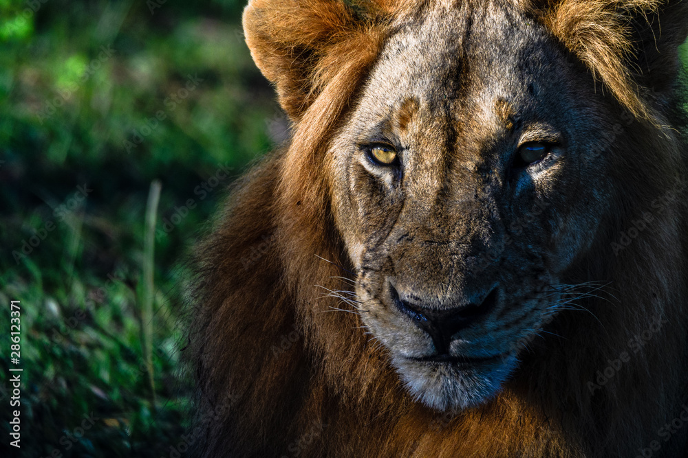 Lionshead Lionshead