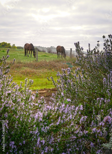 Horses on green pastures. Country landscape. photo