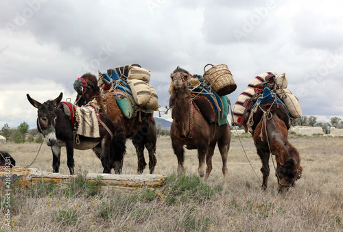 A camel caravan resting.