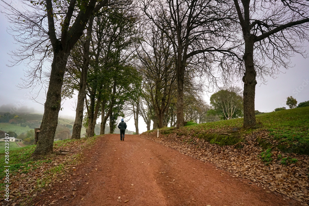 Walk in the countryside, woods with gravel road and dried up trees Walk in the countryside, woods with gravel road and dried up trees