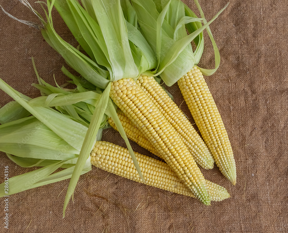 Purified corn cobs lying on the sacking. Purified corn cobs lying on the sacking.