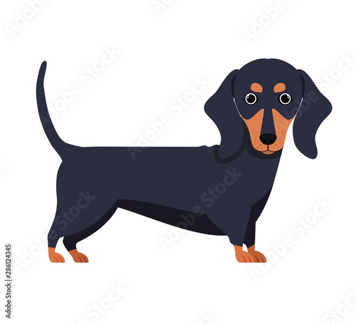 cute dachshund dog on white background