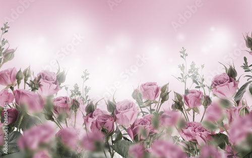 Bouquet of pink roses with butterflies, garden flowers. Floral background.