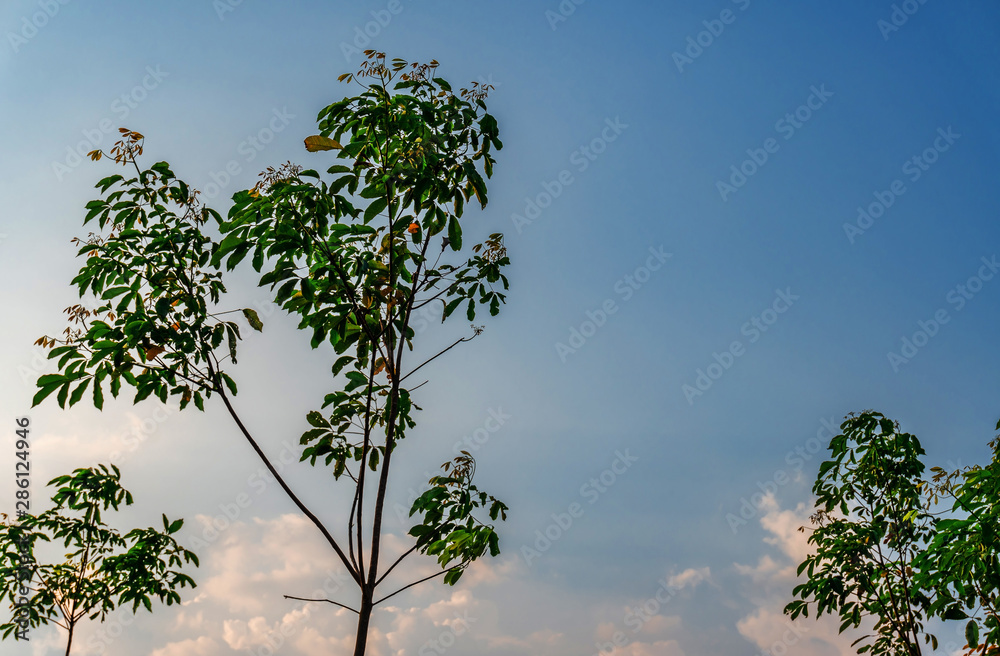 custom made wallpaper toronto digitalPlantation tree rubber or latex tree rubber in southern Thailand