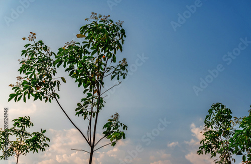 Wallpaper Mural Plantation tree rubber or latex tree rubber in southern Thailand Torontodigital.ca