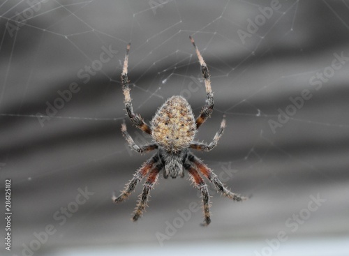 spider on web © Tanna