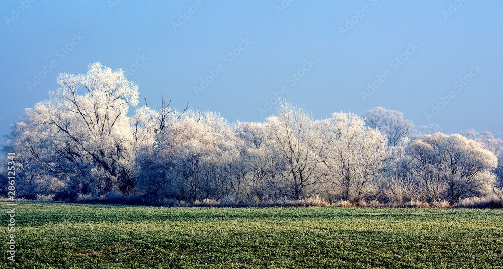 a green field with frozen trees a green field with frozen trees