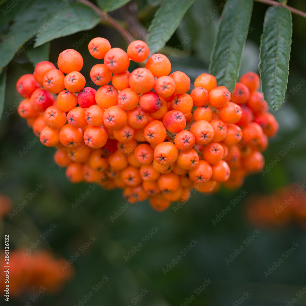 Orange fruits of rowan close up Orange fruits of rowan close up