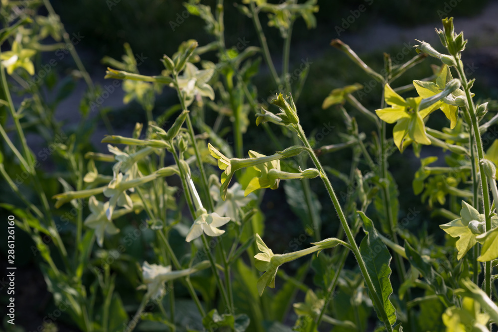 Nicotiana alata flowers grow in the garden Nicotiana alata flowers grow in the garden